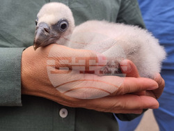 Стара Загора - зоопарк - белоглав лешояд