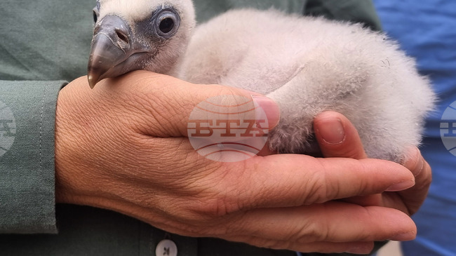 Bulgaria Records Highest Number of Griffon Vultures in Decades