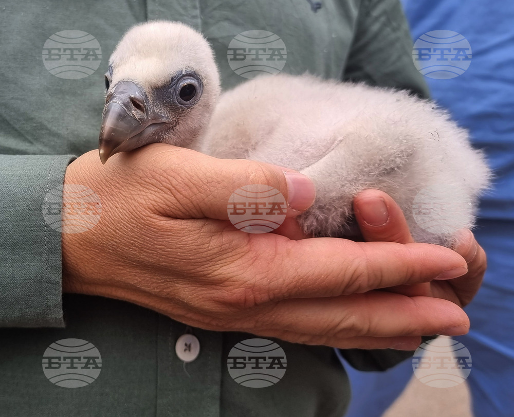 Излюпи се първият за годината белоглав лешояд в зоопарка в Стара Загора