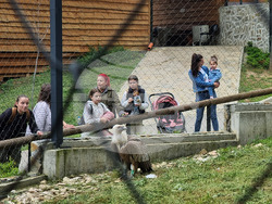 Стара Загора - зоопарк - белоглав лешояд