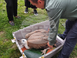 Стара Загора - зоопарк - белоглав лешояд