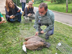 Стара Загора - зоопарк - белоглав лешояд