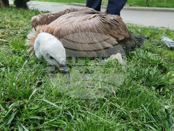 Стара Загора - зоопарк - белоглав лешояд