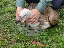 Стара Загора - зоопарк - белоглав лешояд