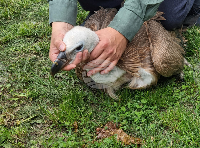 Пускат в естествения им хабитат двете излюпени в Стара Загора белоглави лешоядчета