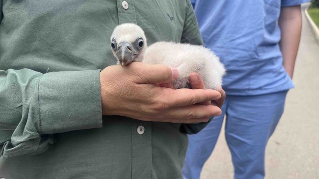 Община Стара Загора: За втори път една от двойките лешояди в Зоопарк Стара Загора станаха родители