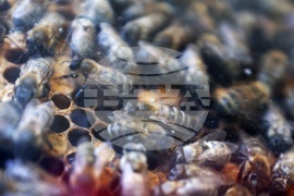 Фестивал „Денят на пчелите“