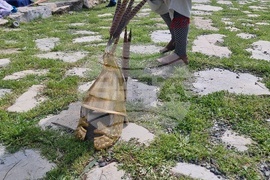 Стара Загора - фестивал - „Августа Траяна до Боруй“