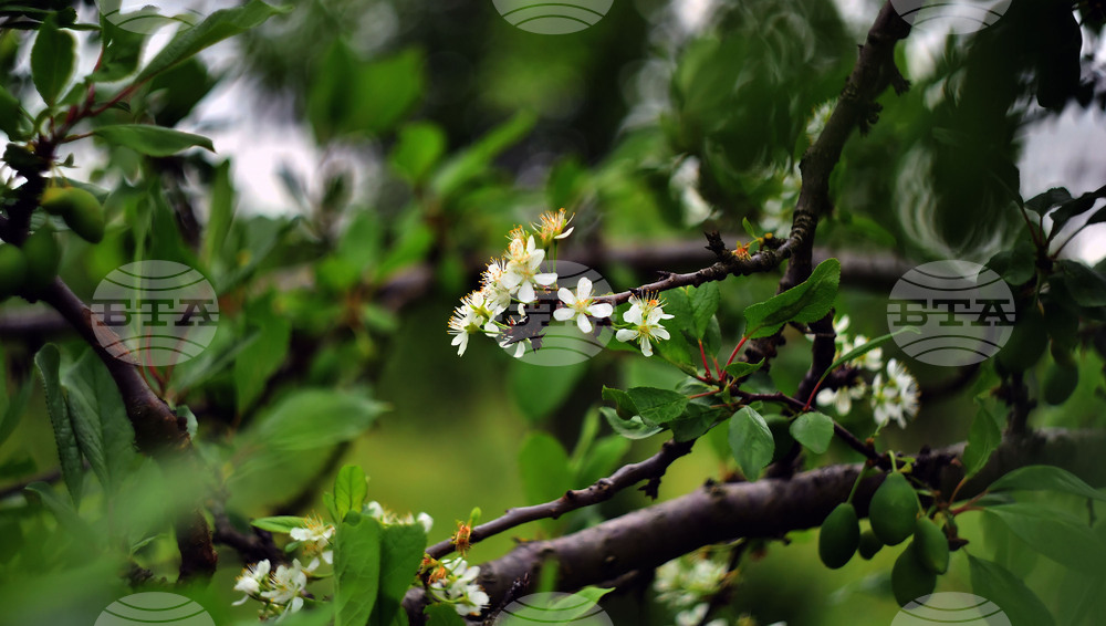 Село Лудогорци - природен феномен - разцъфнало дръвче