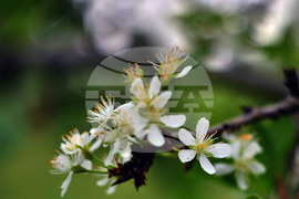Село Лудогорци - природен феномен - разцъфнало дръвче