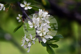 Село Лудогорци - природен феномен - разцъфнало дръвче