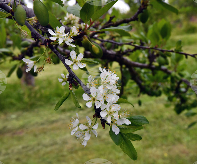 Село Лудогорци - природен феномен - разцъфнало дръвче