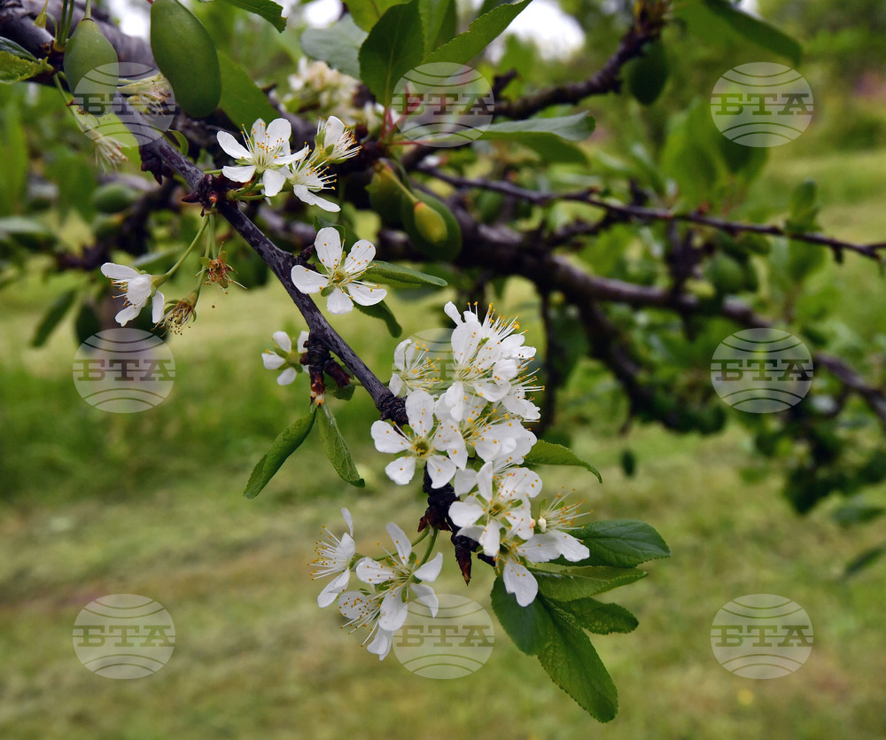 Село Лудогорци - природен феномен - разцъфнало дръвче