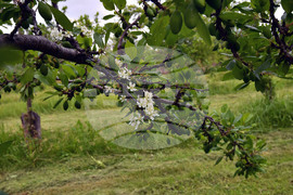 Село Лудогорци - природен феномен - разцъфнало дръвче