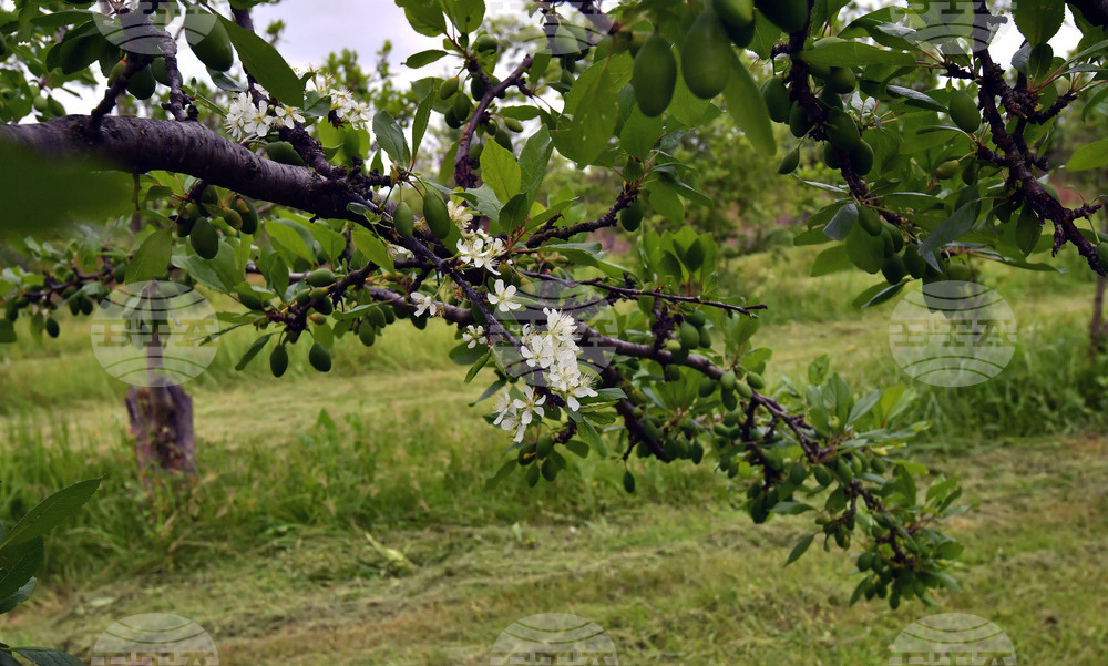 Село Лудогорци - природен феномен - разцъфнало дръвче