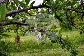 Село Лудогорци - природен феномен - разцъфнало дръвче