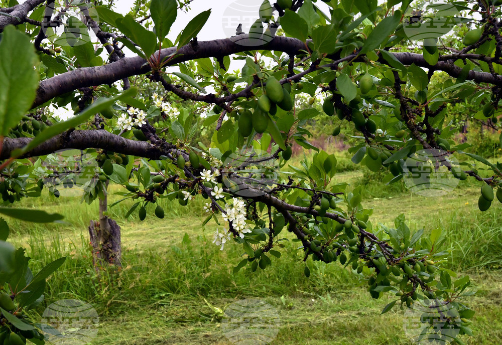 Село Лудогорци - природен феномен - разцъфнало дръвче