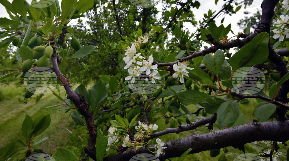 Село Лудогорци - природен феномен - разцъфнало дръвче