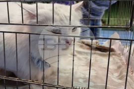 Габрово - Национален карнавал-ревю на котки