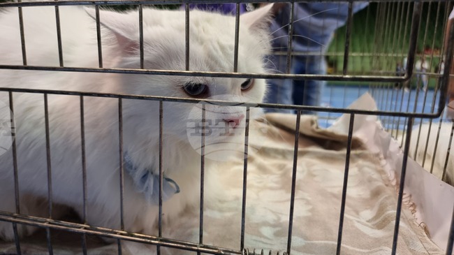 Габрово - Национален карнавал-ревю на котки