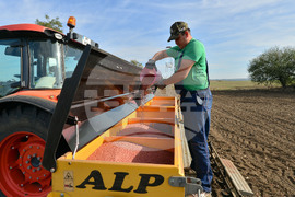 Исперих - сеитба на пшеница