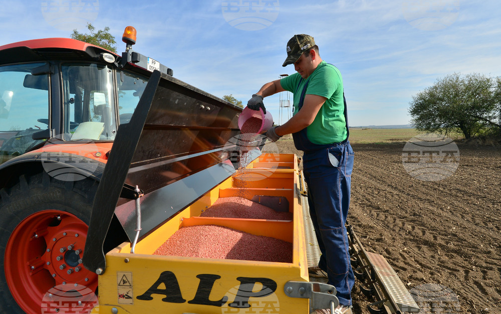 Исперих - сеитба на пшеница