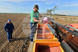 Исперих - сеитба на пшеница