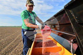 Исперих - сеитба на пшеница