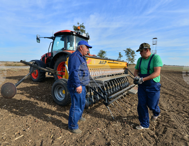 Исперих - сеитба на пшеница