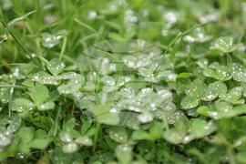  Дъжд - природа