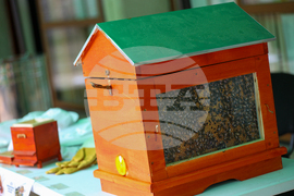 Благоевград - Световен ден на медоносната пчела - празник