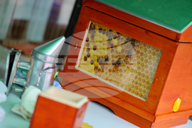 Благоевград - Световен ден на медоносната пчела - празник