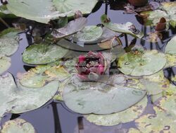 Снимка: Община Плевен