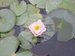 Снимка: Община Плевен