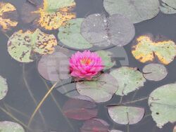 Снимка: Община Плевен