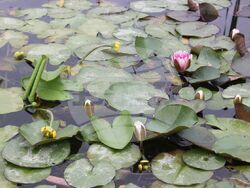 Снимка: Община Плевен