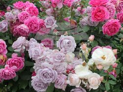 Снимка: Община Плевен