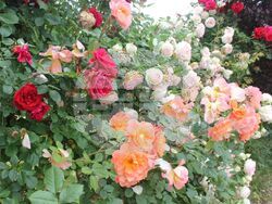 Снимка: Община Плевен