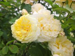 Снимка: Община Плевен