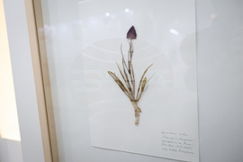 Бургас - Природонаучен музей - „Записки по българските орхидеи“ - изложба