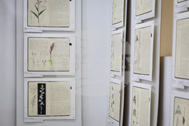 Бургас - Природонаучен музей - „Записки по българските орхидеи“ - изложба