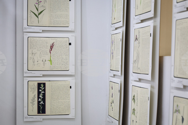 Бургас - Природонаучен музей - „Записки по българските орхидеи“ - изложба