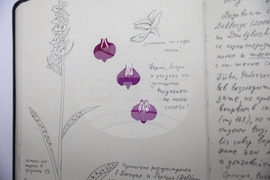 Бургас - Природонаучен музей - „Записки по българските орхидеи“ - изложба