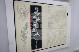 Бургас - Природонаучен музей - „Записки по българските орхидеи“ - изложба