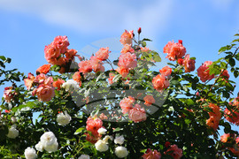 Исперих - пролетни цветя