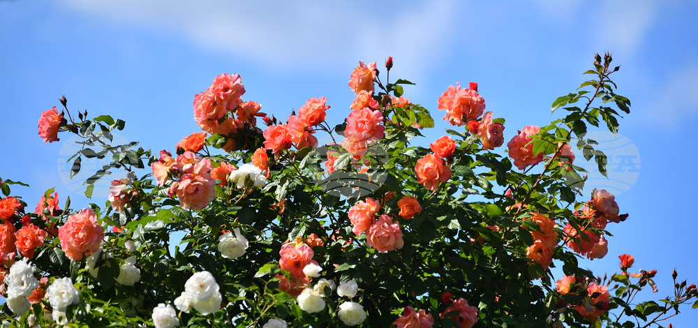 Исперих - пролетни цветя