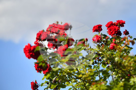 Исперих - пролетни цветя