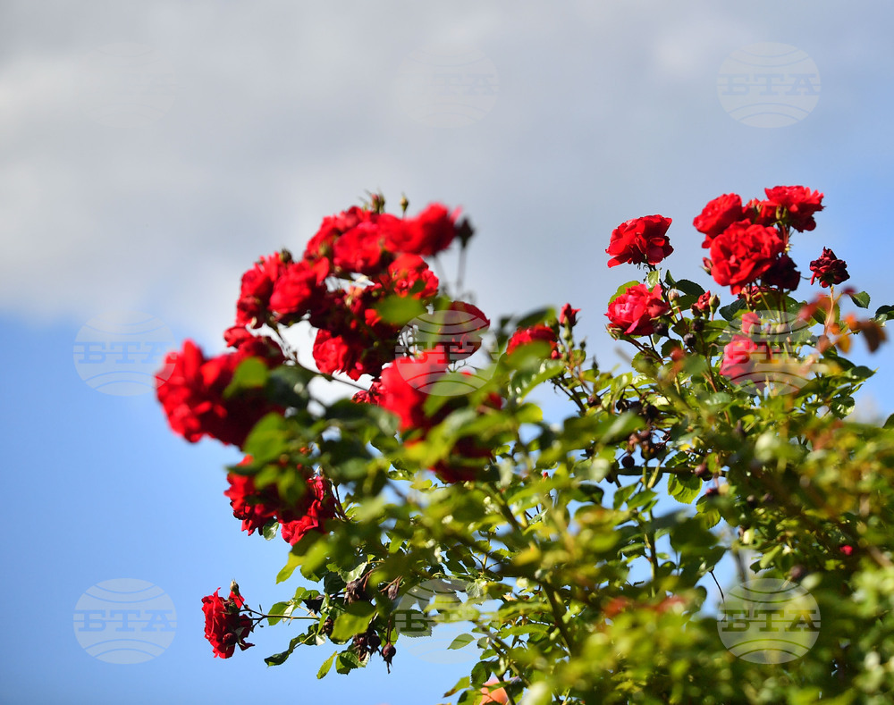 Исперих - пролетни цветя