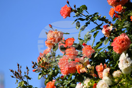 Исперих - пролетни цветя