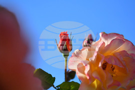 Исперих - пролетни цветя